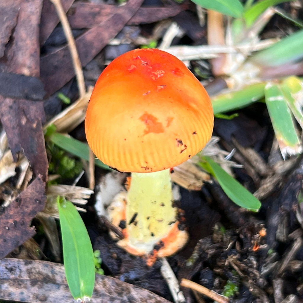 Amanita xanthocephala · May 2025 · photo: © douch (iNaturalist, cc-by-sa)