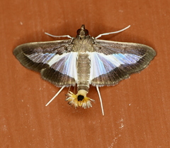 Diaphania infimalis