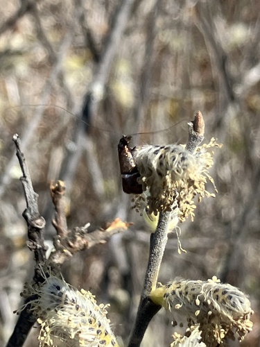 Purple Fairy Moth photo 2