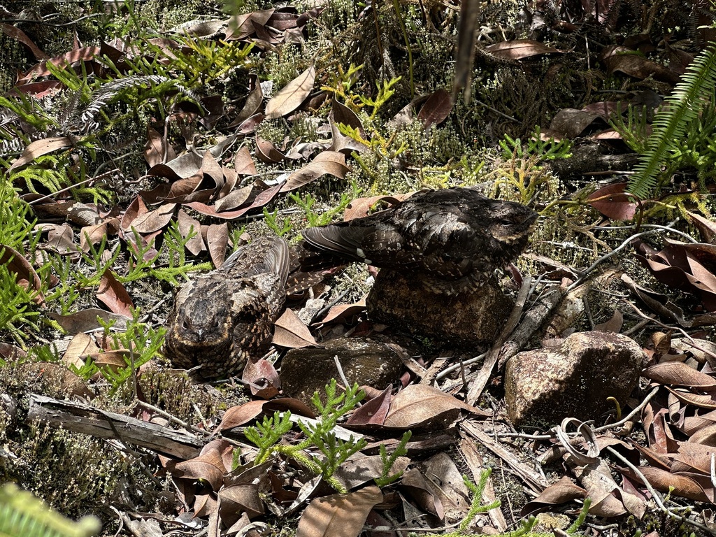 Diabolical Nightjar (Eurostopodus diabolicus)