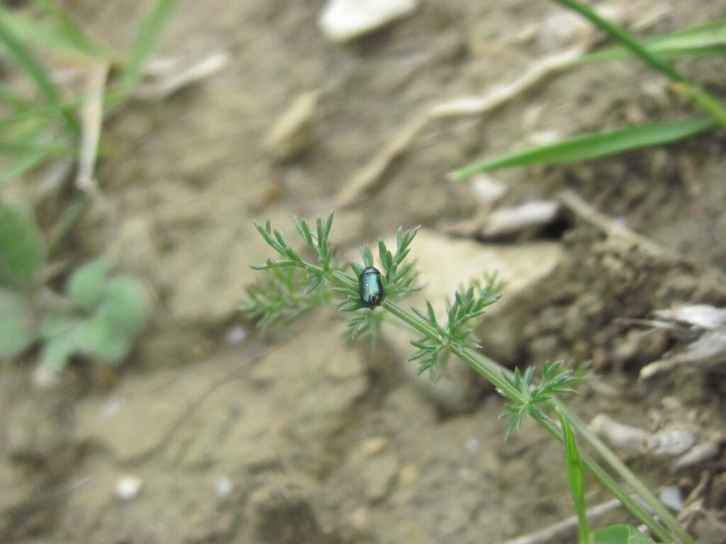Coptocephala unicolor