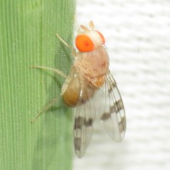 Pseudiastata nebulosa