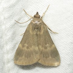 Idia parvulalis