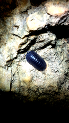 Armadillidium pallasii