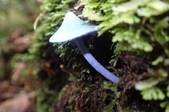 Entoloma hochstetteri