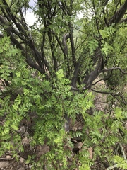 Bursera laxiflora