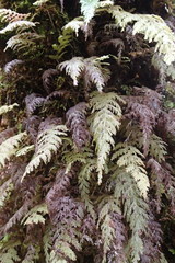 Hymenophyllum frankliniae
