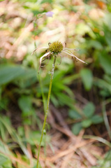 Echinacea laevigata