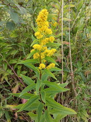 Solidago × snarskisii