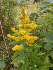 Solidago × snarskisii