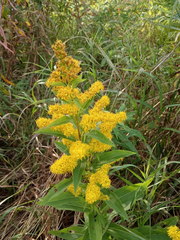 Solidago × snarskisii