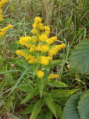 Solidago × snarskisii
