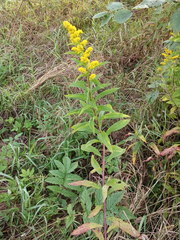 Solidago × snarskisii