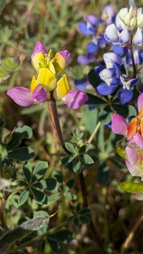 Image of Lupinus stiversii by no rights reserved