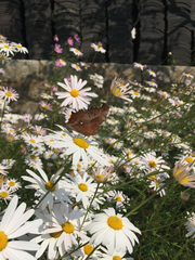 Polygonia c-aureum
