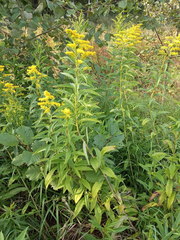 Solidago × snarskisii