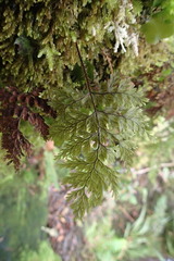 Hymenophyllum scabrum