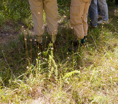 Marshallia legrandii