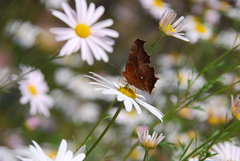 Polygonia c-aureum