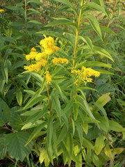 Solidago × snarskisii