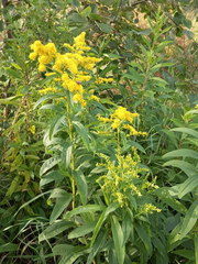 Solidago × snarskisii