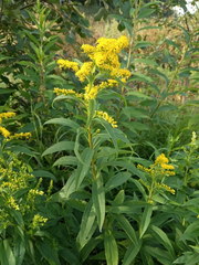 Solidago × snarskisii