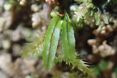 Hymenophyllum armstrongii