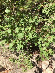 Ribes montigenum