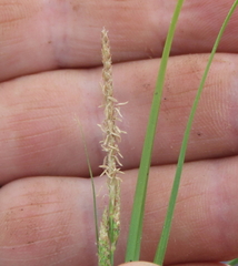 Carex ophiolithica