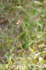Marshallia legrandii