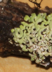 Menegazzia neozelandica