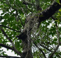 Cyrtorchis arcuata