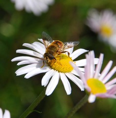 Eristalis tenax