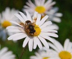 Eristalis tenax