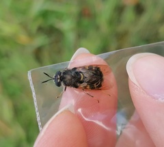 Stratiomys singularior