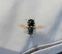 Stratiomys singularior