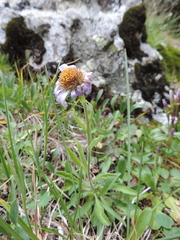 Aster alpinus