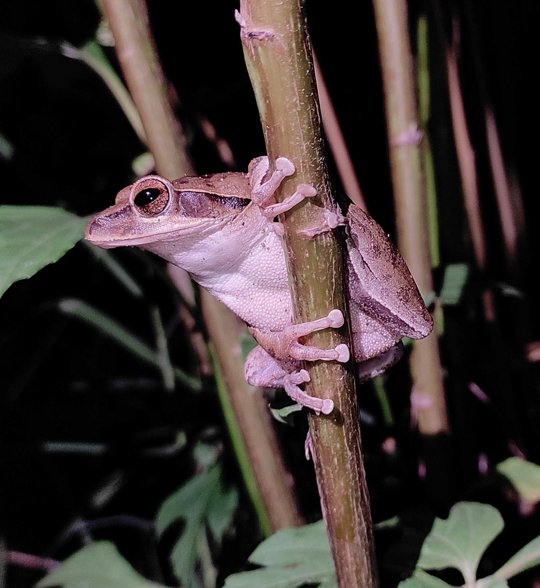 Big-Headed Whipping Frog