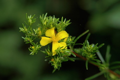 Hypericum brachyphyllum