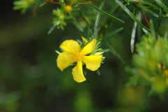 Hypericum brachyphyllum