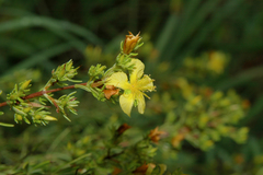 Hypericum brachyphyllum