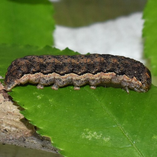 Roadside Sallow photo 2