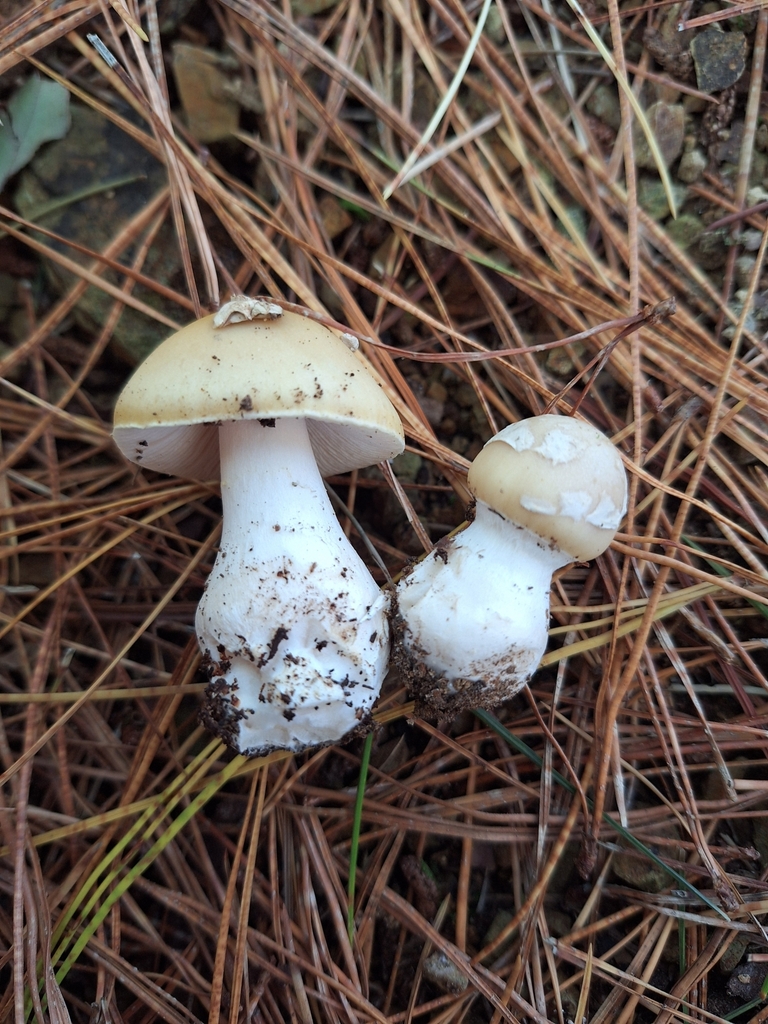 Amanita junquillea · May 2025 · photo: © juliette_f (iNaturalist, cc-by)