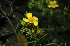 Hypericum brachyphyllum