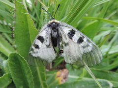 Parnassius nordmanni