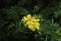 Hypericum brachyphyllum
