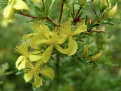 Hypericum brachyphyllum