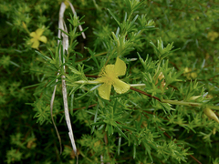 Hypericum brachyphyllum
