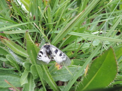 Parnassius nordmanni