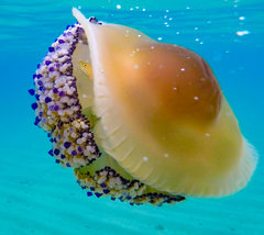 Cotylorhiza tuberculata
